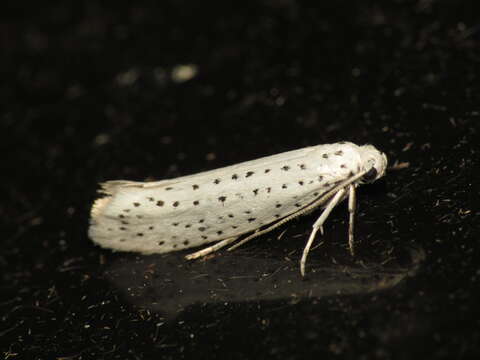 Image of Bird-cherry Ermine