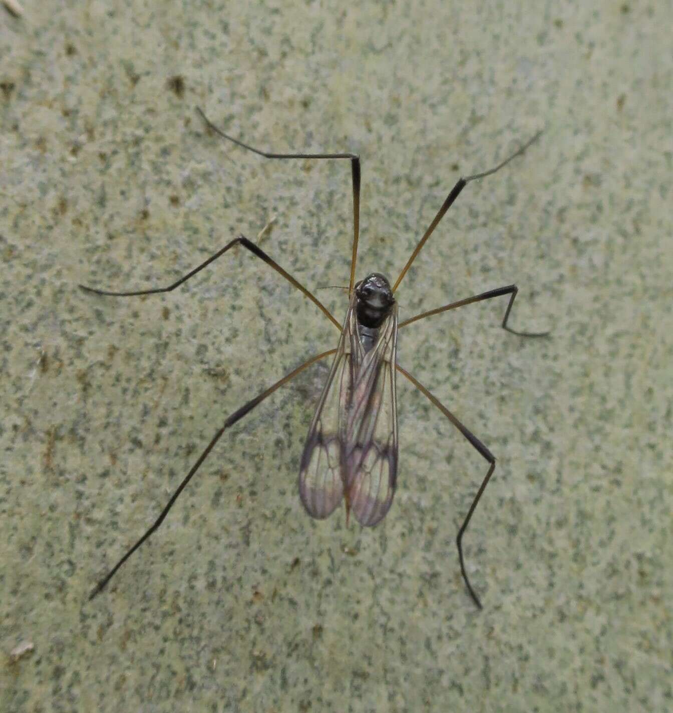 Image of Helius (Helius) harrisi (Alexander 1923)
