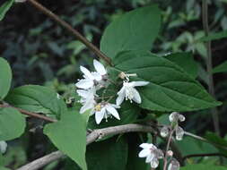 Image of Deutzia taiwanensis (Maxim.) C. K. Schneid.