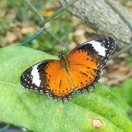 Image of Orange lacewing