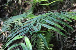 Image of Pteris formosana Bak.