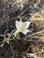 Image of Nez Perce mariposa lily