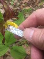 Imagem de Cypripedium parviflorum var. parviflorum