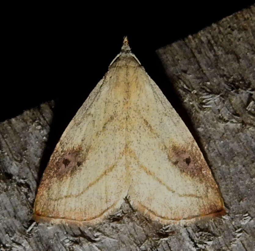 Image of Spotted Grass Moth