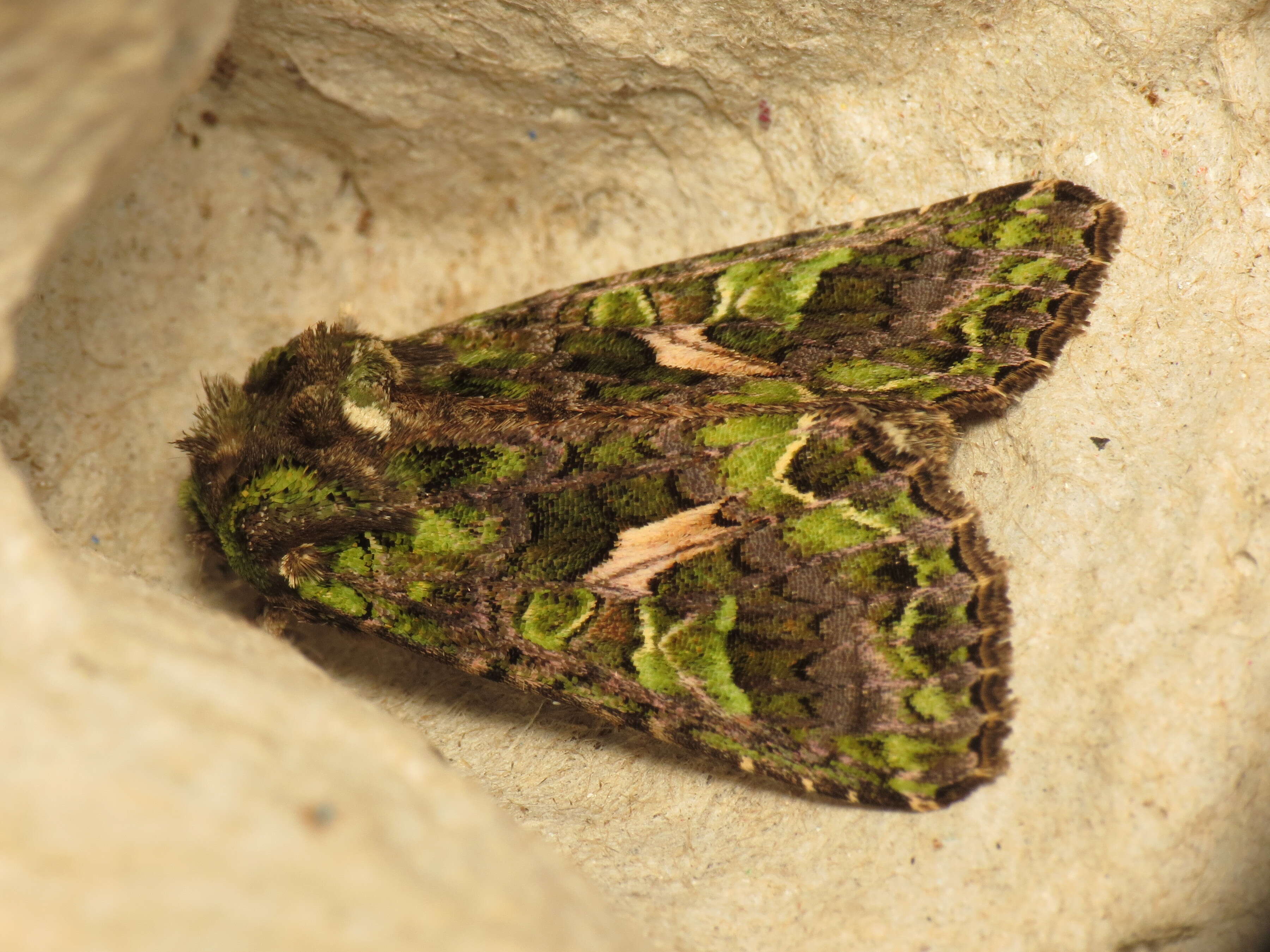 Image of orache moth