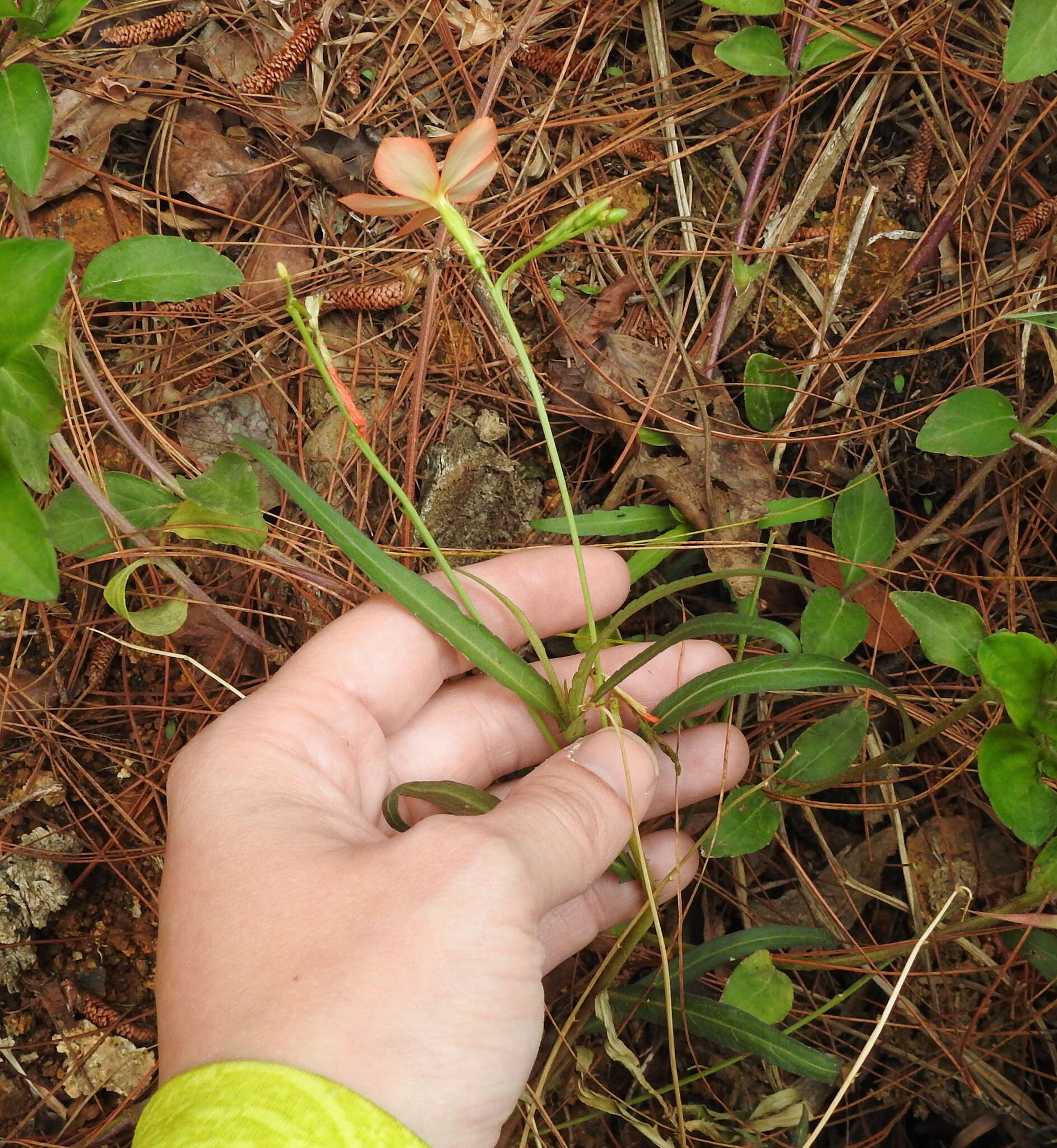 Tricliceras longepedunculatum (Mast.) R. B. Fernandes resmi