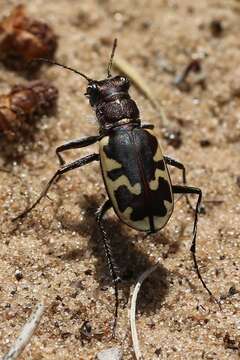 Image of Cicindela (Cicindela) formosa generosa Dejean 1831