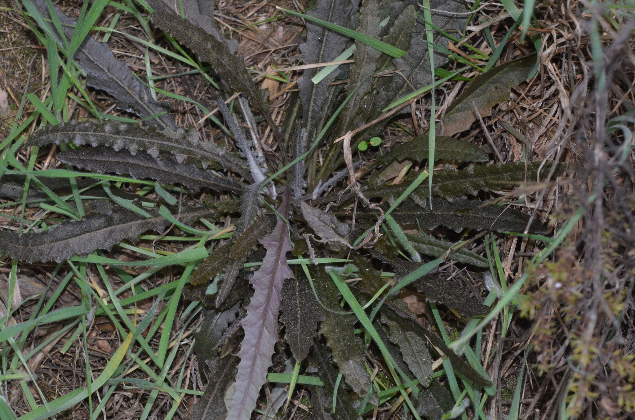 Image of Erechtites diversifolia Petrie.