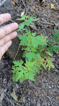 Perityle microglossa var. saxosa (Brandeg.) Powell resmi