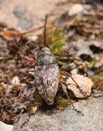 Curculio proboscideus Fabricius & J. C. 1775 resmi