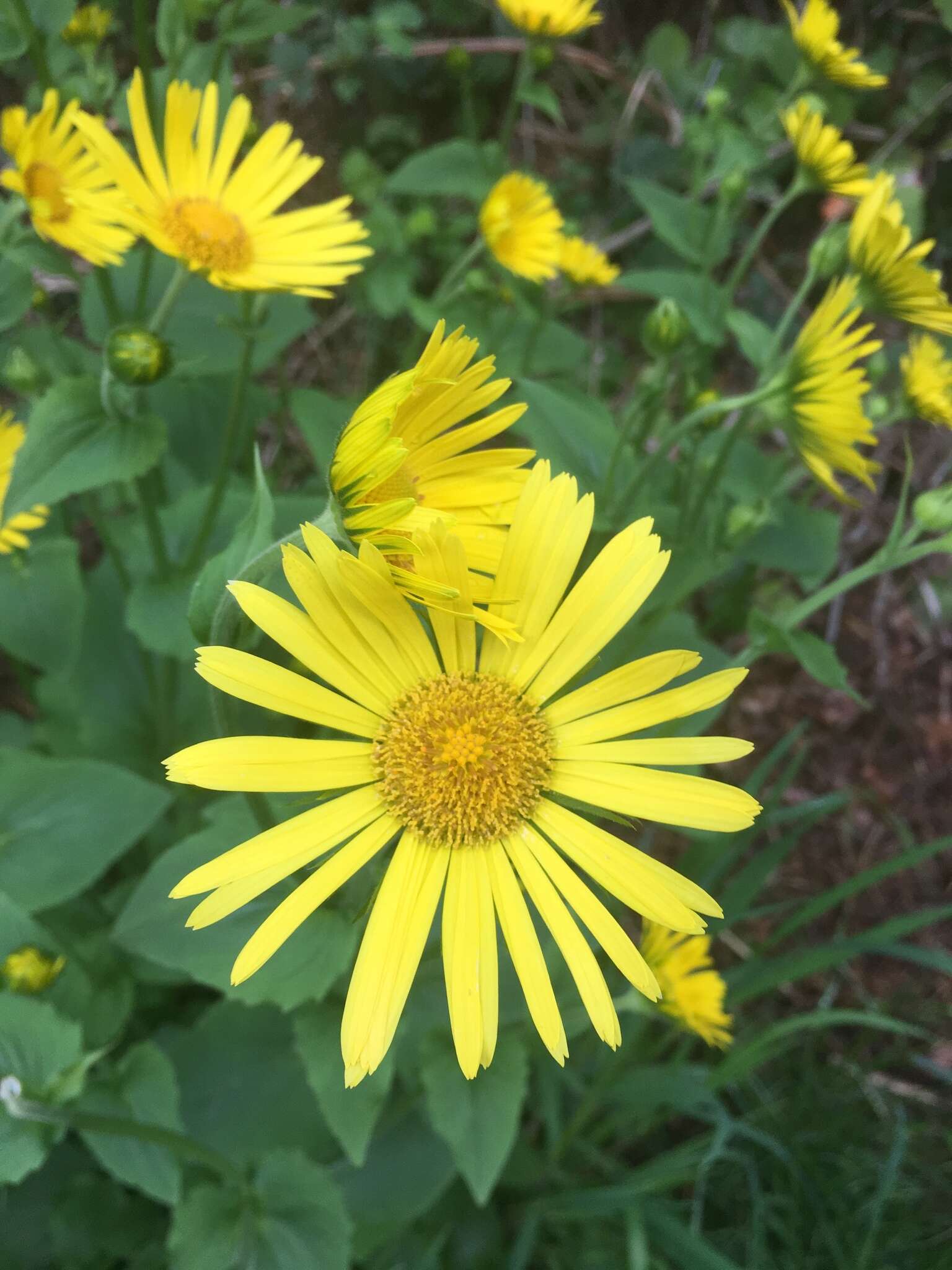 Imagem de Doronicum pardalianches L.