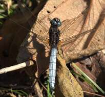 Image of Orthetrum azureum (Rambur 1842)