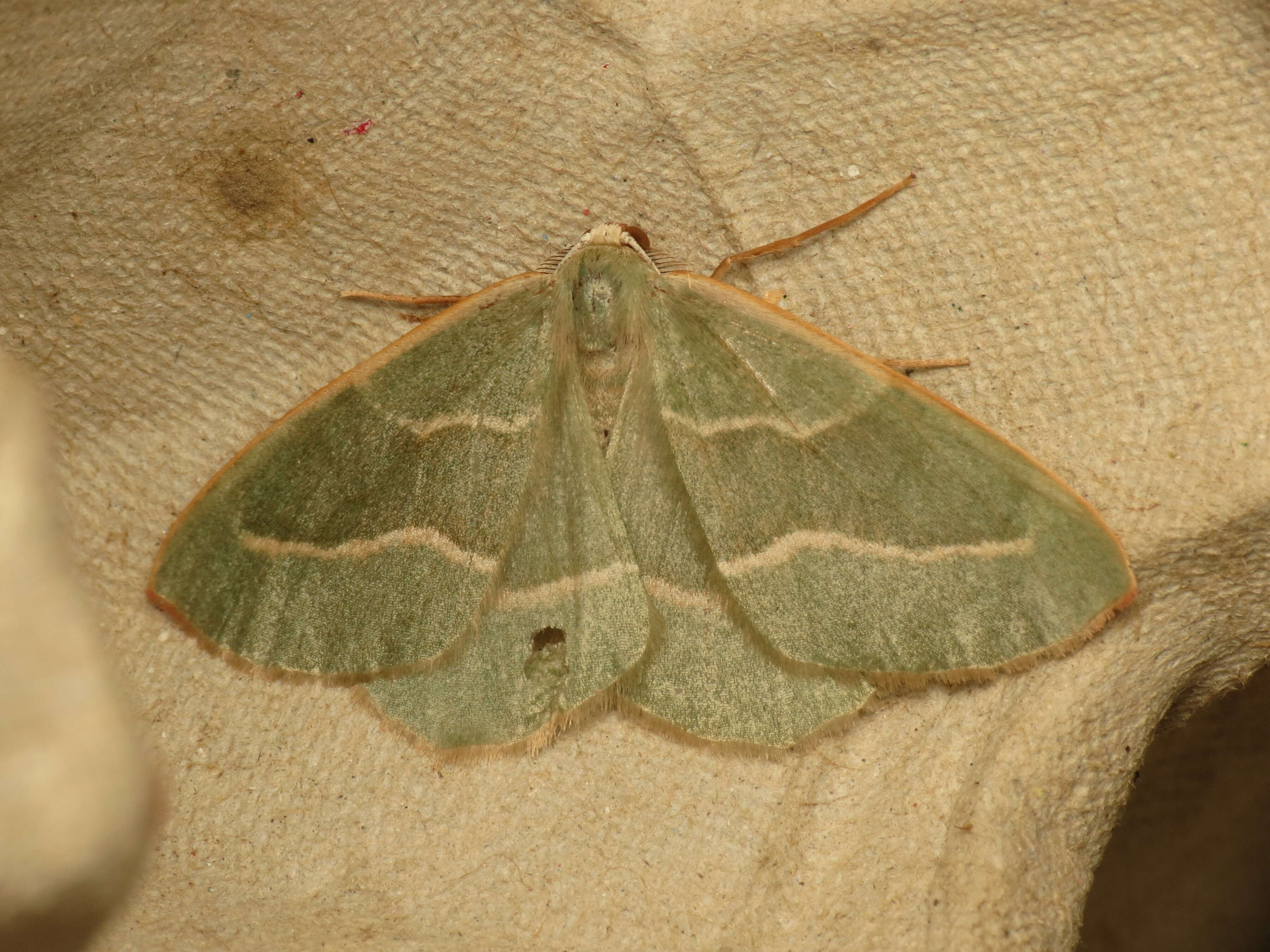 Plancia ëd Hylaea fasciaria Linnaeus 1758