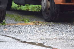 Image of Italian Sparrow