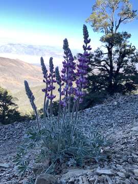 Image of Panamint Mountain lupine