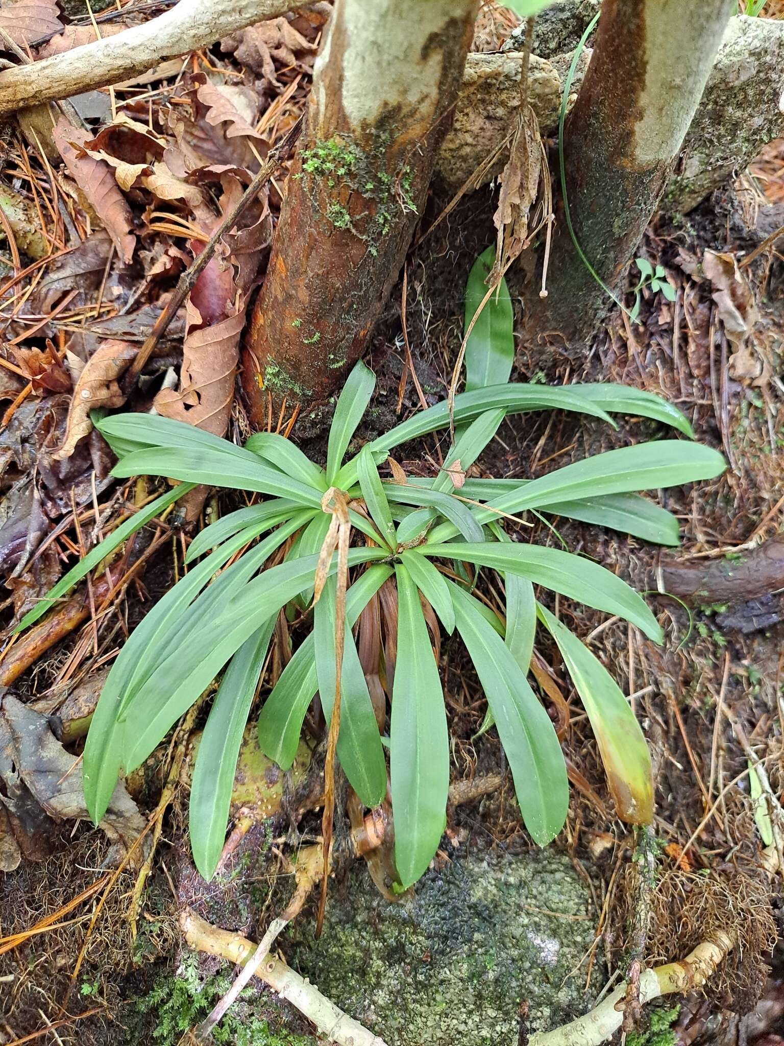 Image of Heloniopsis koreana Fuse, N. S. Lee & M. N. Tamura