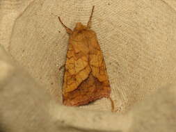 Image of bordered sallow