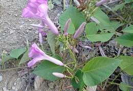 Ipomoea carnea subsp. carnea resmi