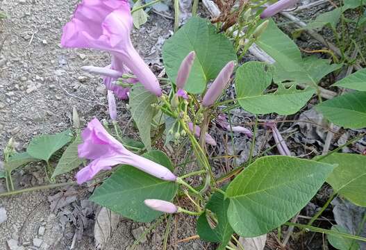 Ipomoea carnea subsp. carnea resmi