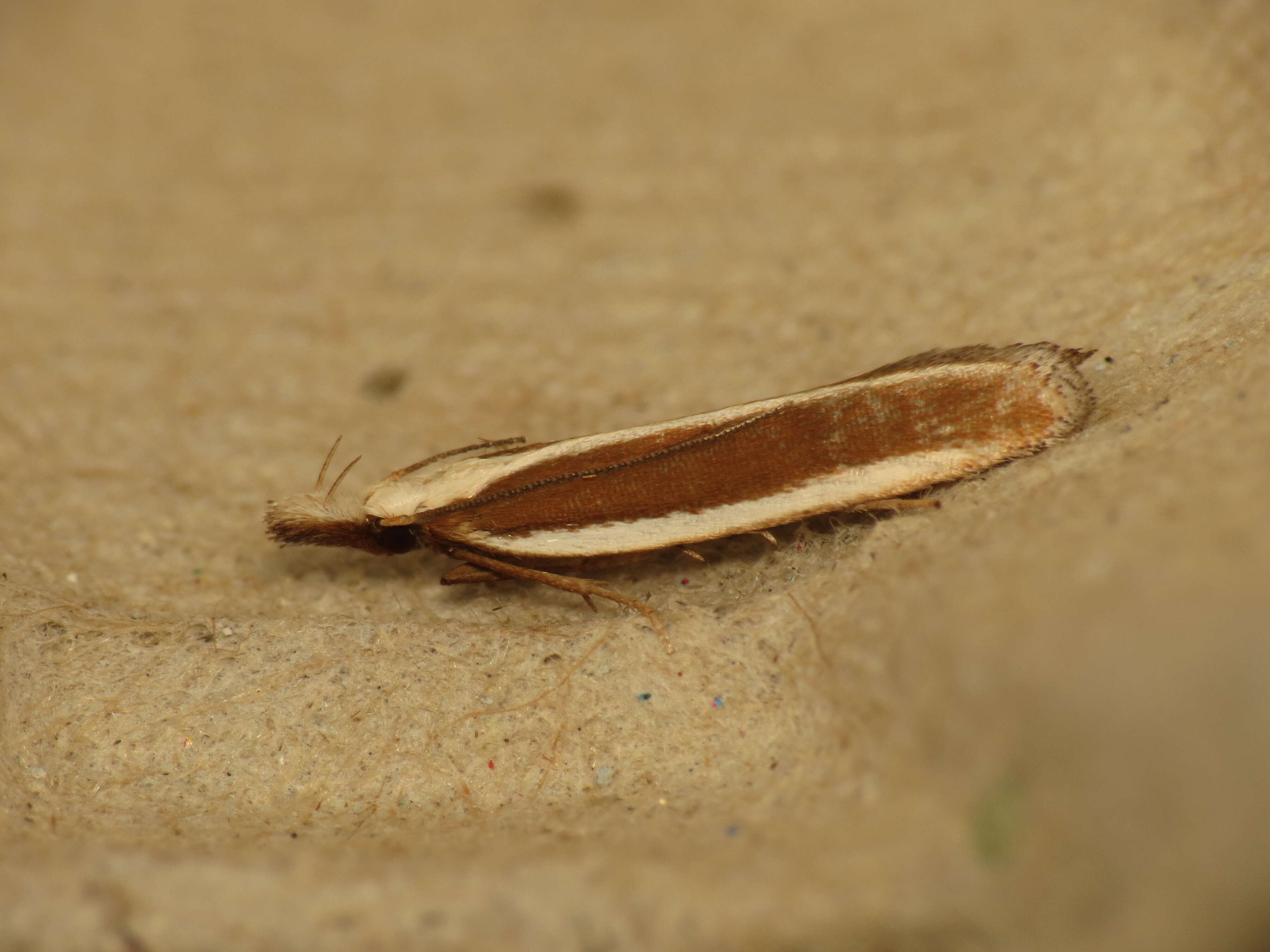 Image of Juniper webworm