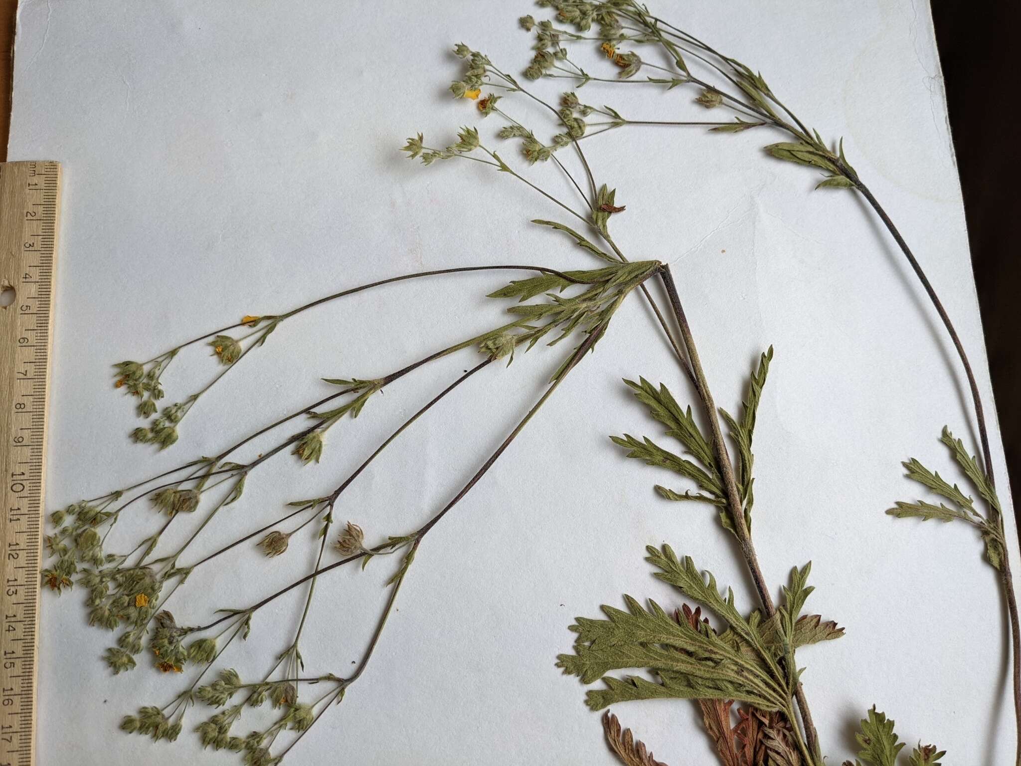 Image de Potentilla gracilis var. fastigiata (Nutt.) S. Wats.