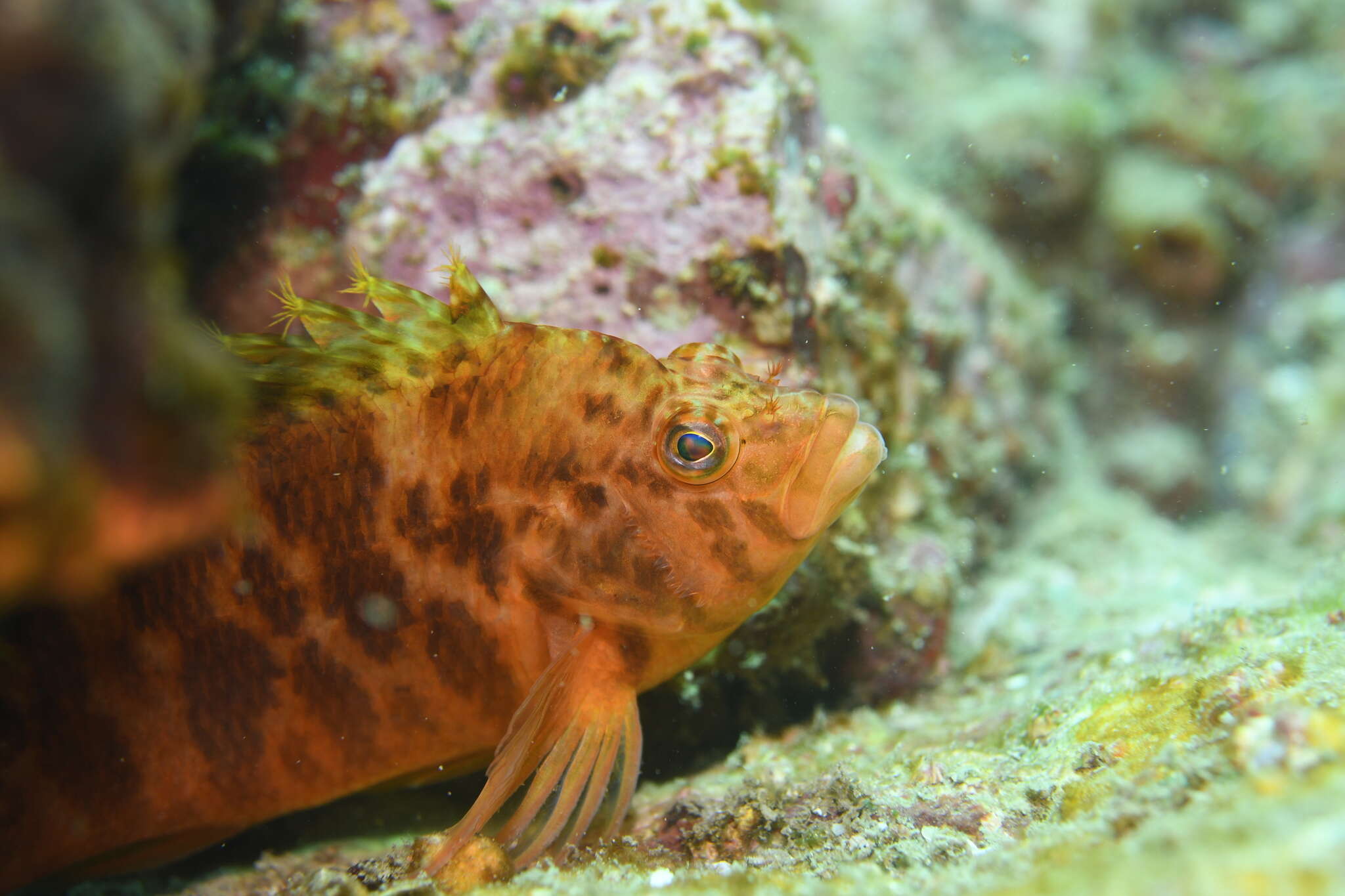 Image of Golden curlyfin