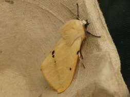 Image of Spilosoma lutea Hüfnagel 1766