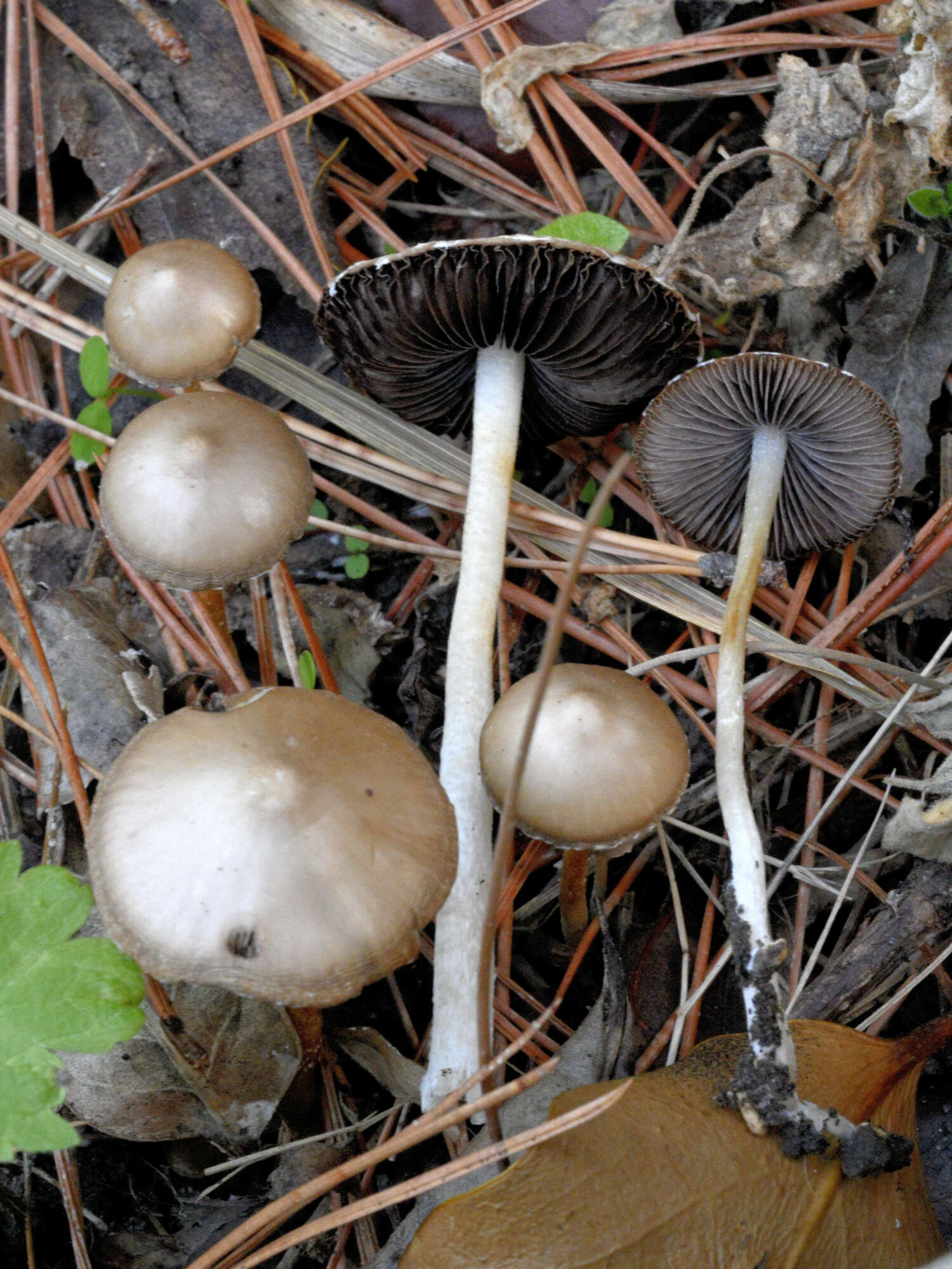 Plancia ëd Coprinopsis pseudomarcescibilis Heykoop, G. Moreno & P. Alvarado 2017