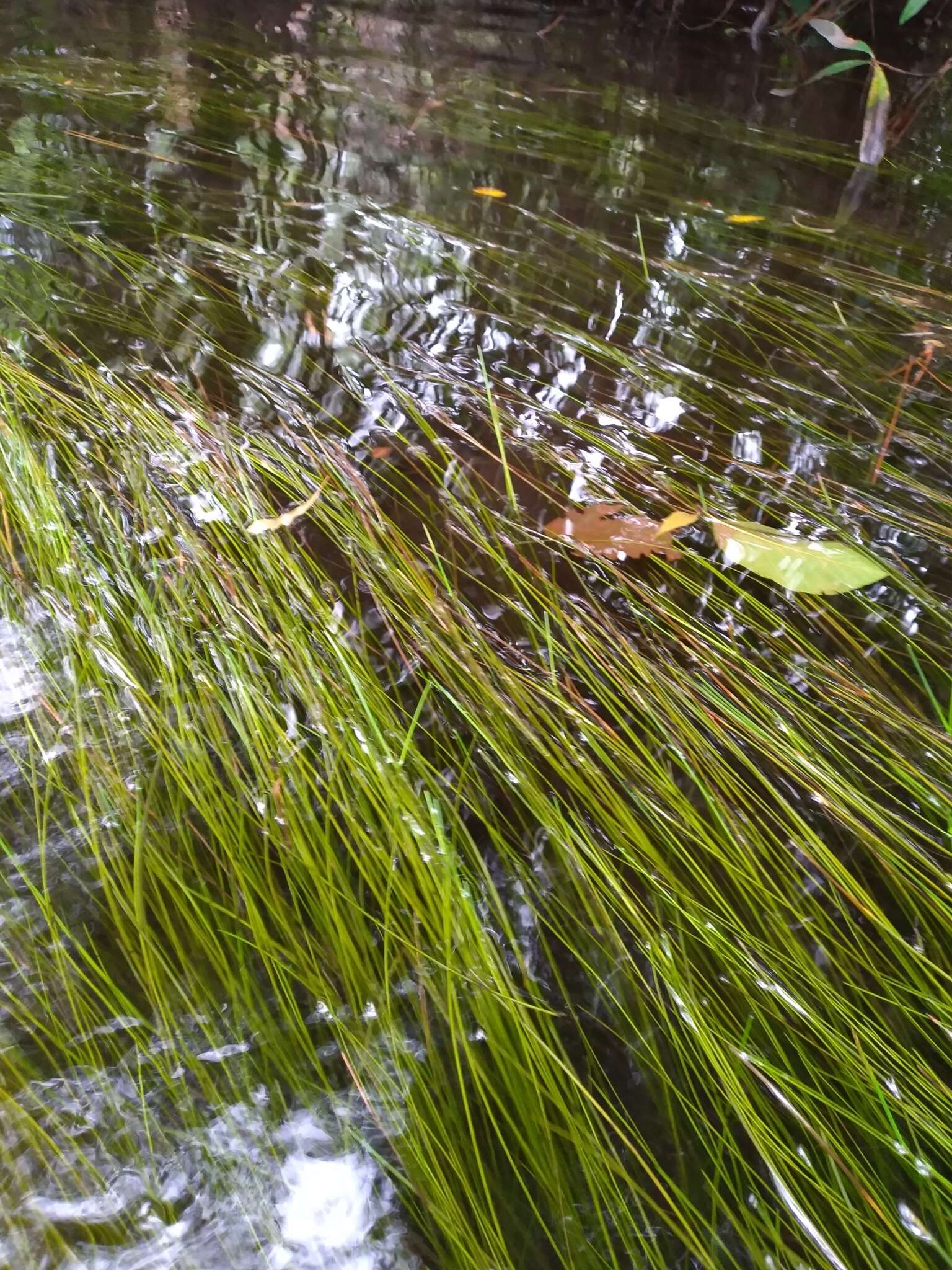 Plancia ëd Eleocharis elongata Chapm.