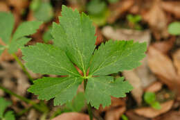 Ranunculus aconitifolius L. resmi