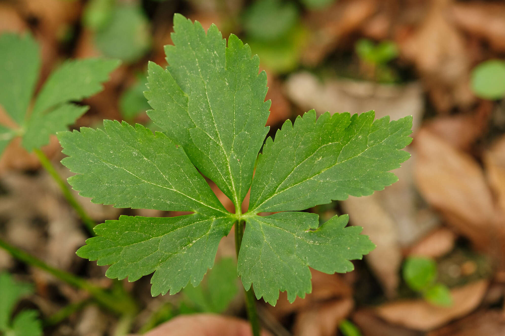 Ranunculus aconitifolius L. resmi