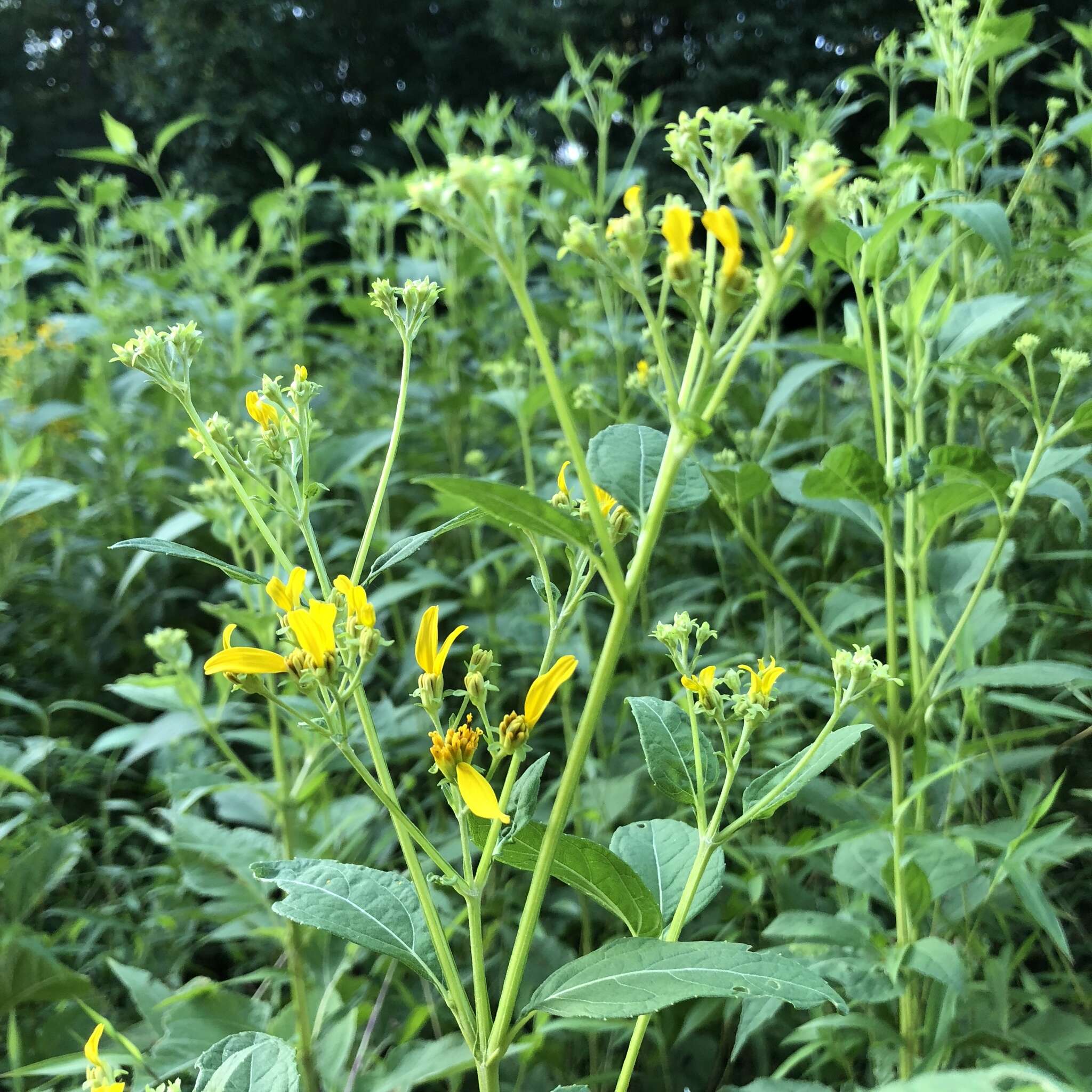 Image of yellow crownbeard