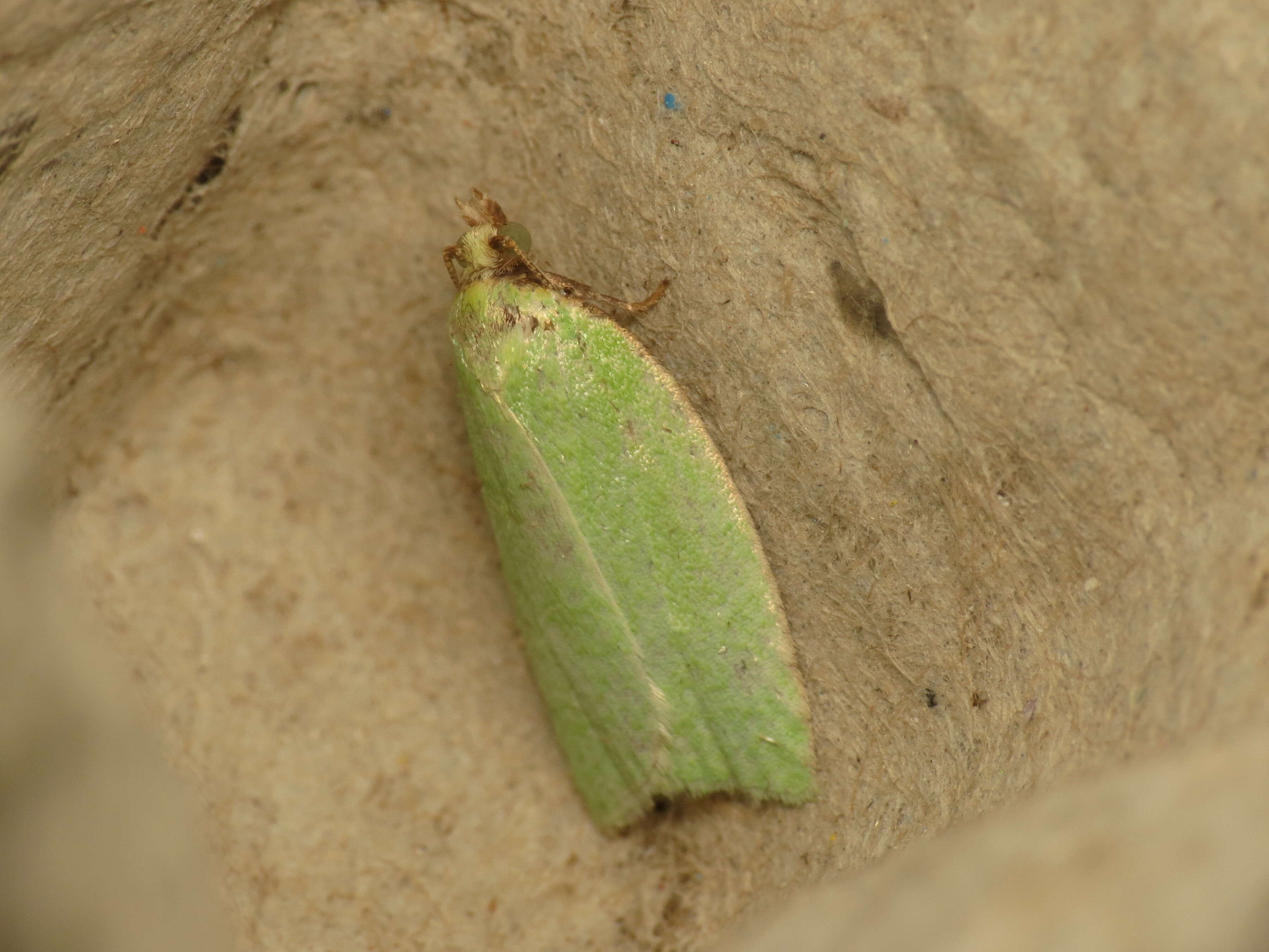 Image of green oak tortrix