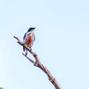 Image of Red-keeled Flowerpecker