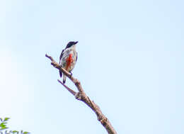 Image of Red-keeled Flowerpecker