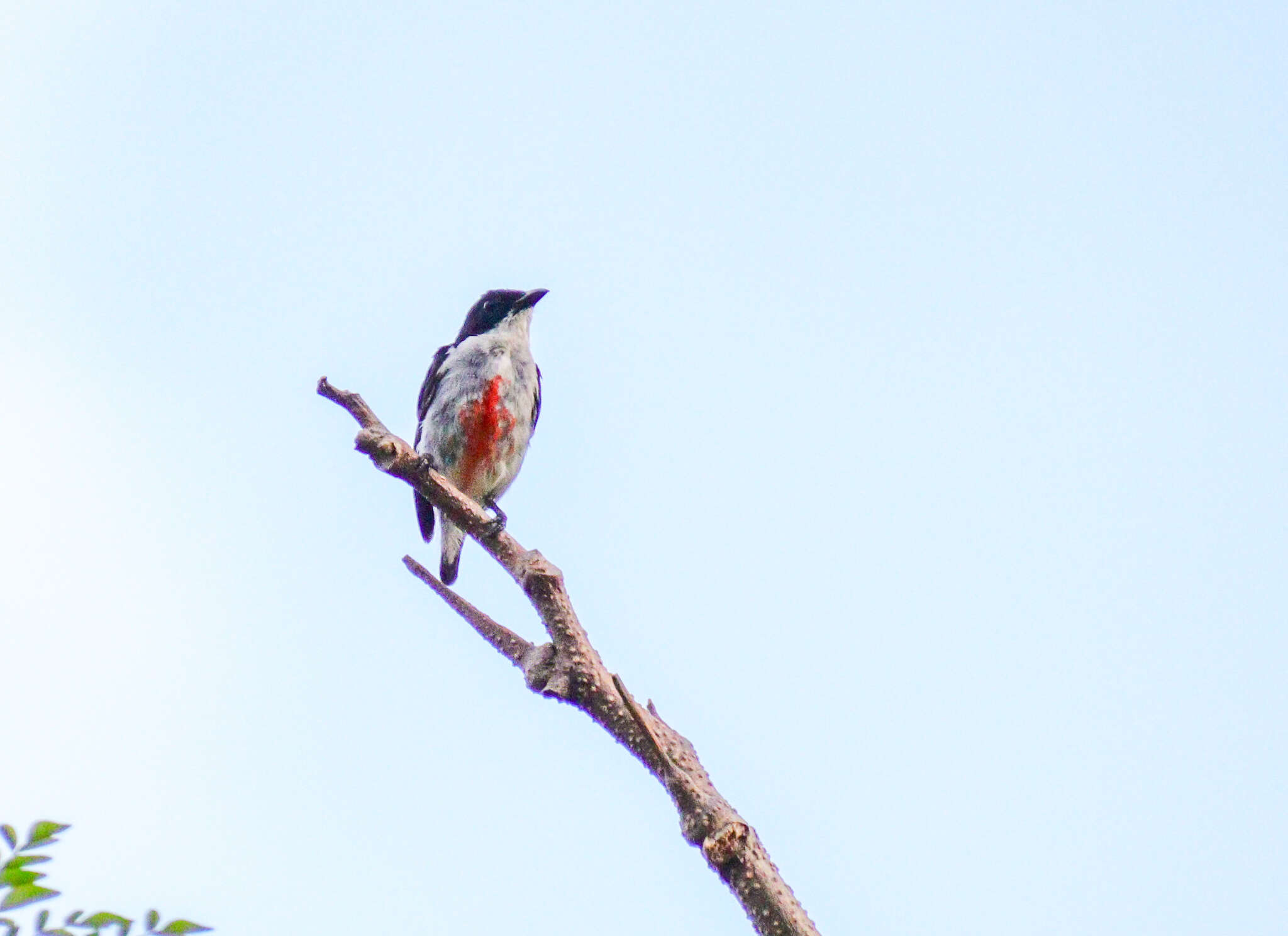 Image of Red-keeled Flowerpecker