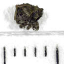 Image of Trinodicalles terricola Lyal 1993