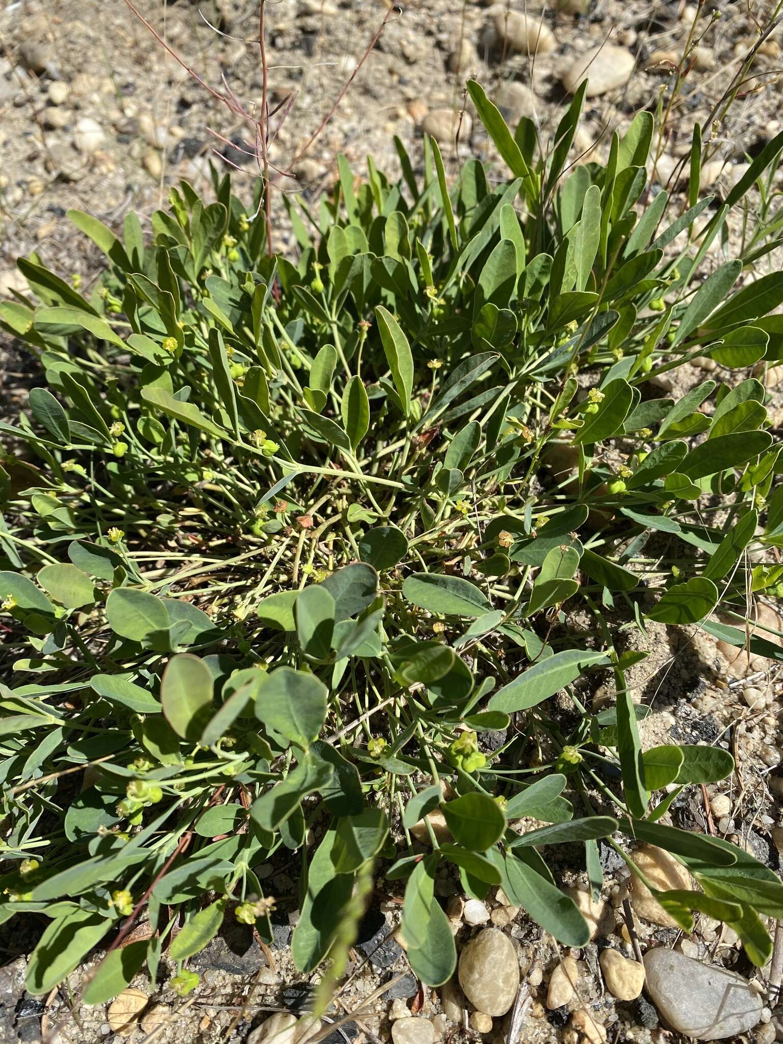 Слика од Euphorbia ipecacuanhae L.