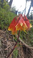 Image of Christmas bells