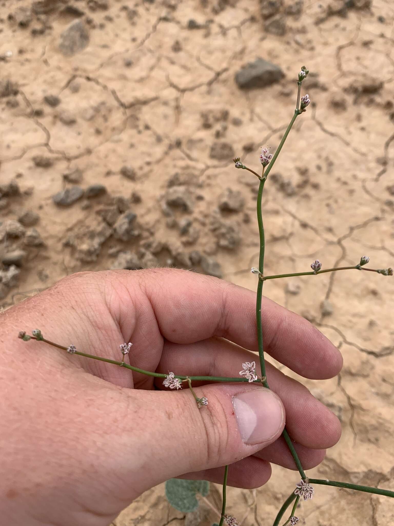 Image of Eriogonum exaltatum M. E. Jones