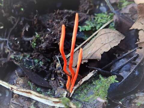 Image of <i>Cordyceps nidus</i>