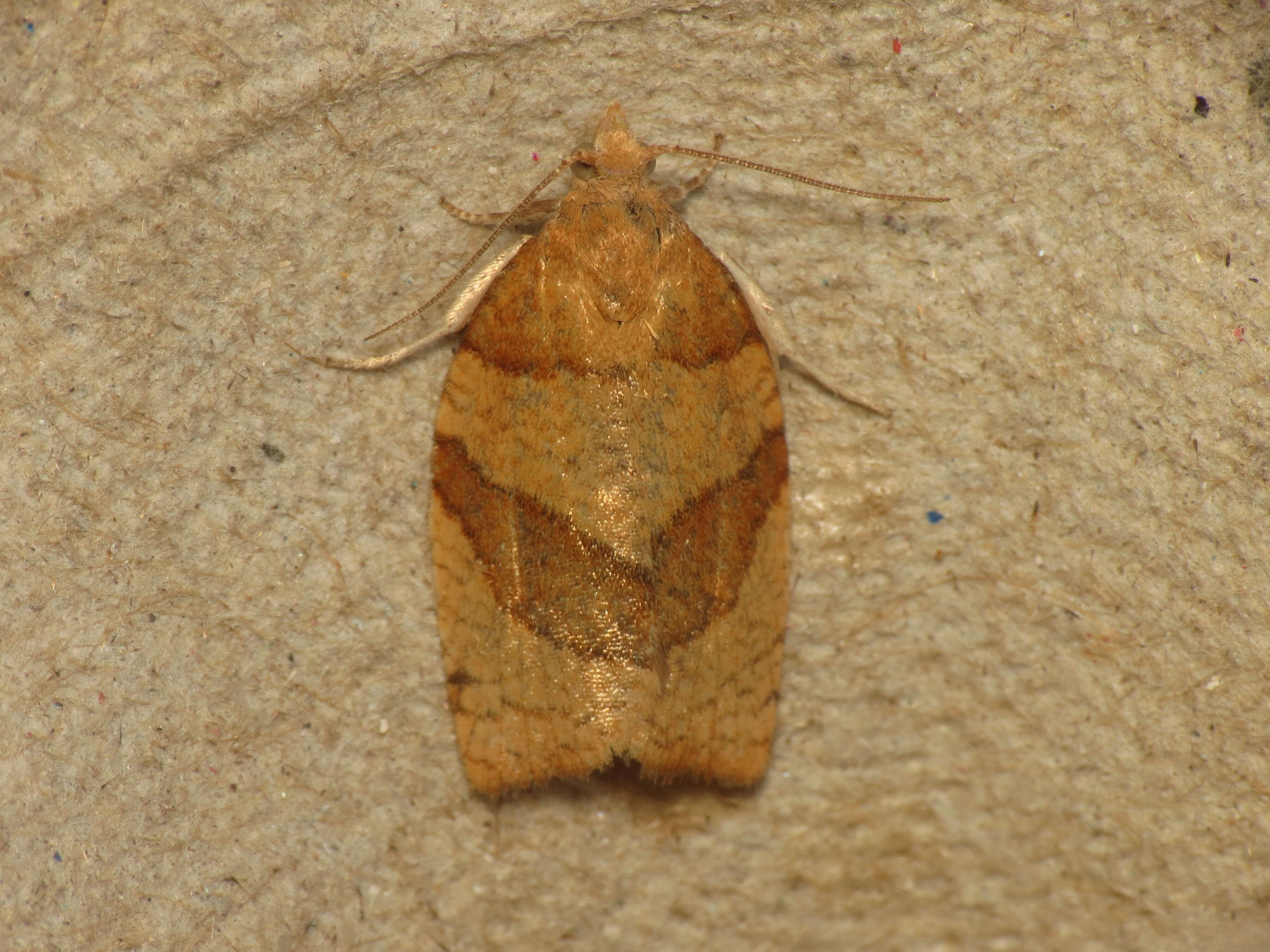 Image of barred fruit-tree tortrix