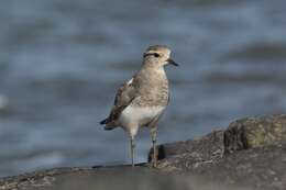 Image of Rufous-chested Dotterel