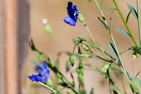 Imagem de Linum lewisii Pursh