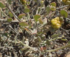 Image of Baconbush
