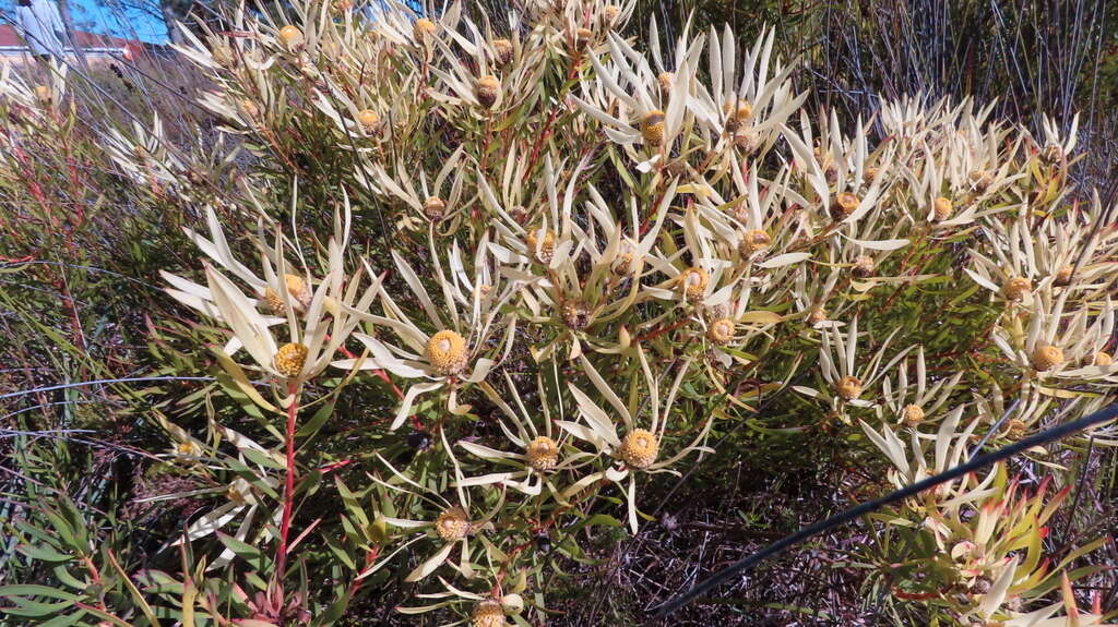 Image of Leucadendron spissifolium subsp. phillipsii (Hutch.) I. Williams