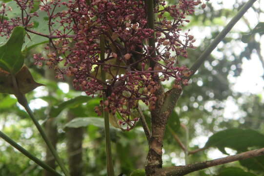 Image of Polyscias purpurea C. T. White