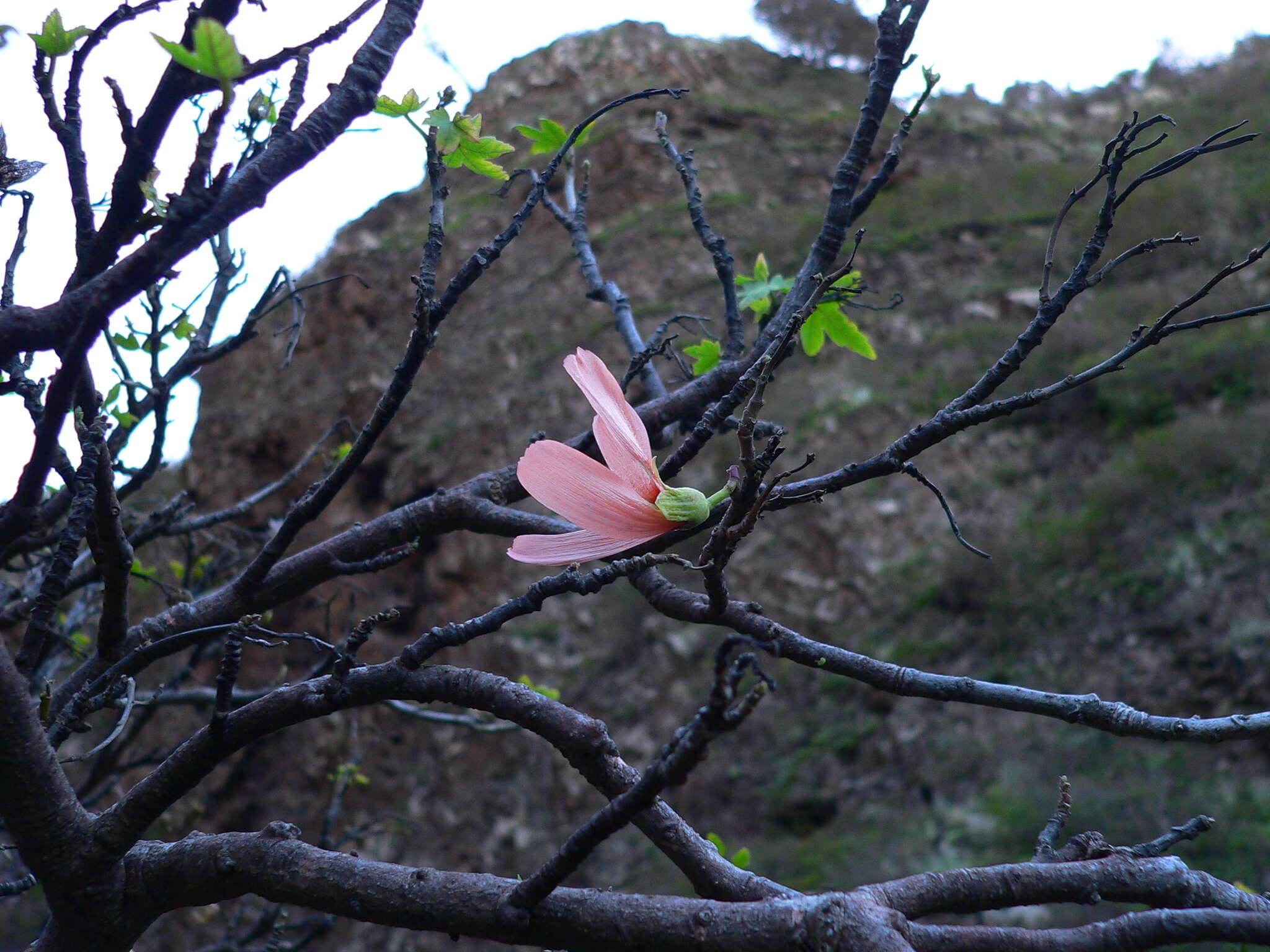 صورة Malva phoenicea (Vent.) Alef.