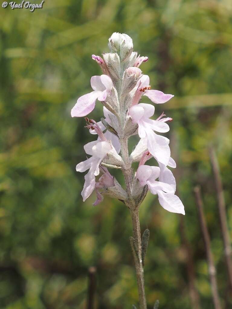 Image of Teucrium creticum L.