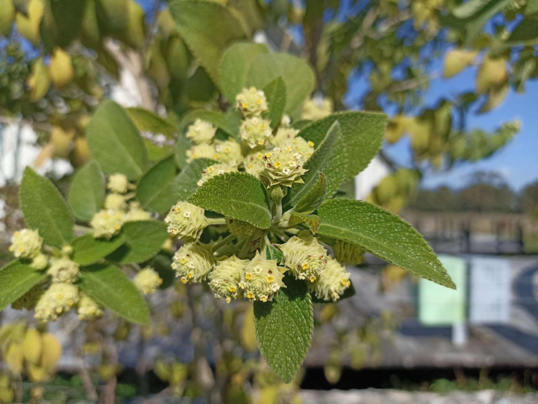 صورة Lippia gentryi Standl.